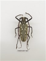 藏品(大衛大天牛)的圖片